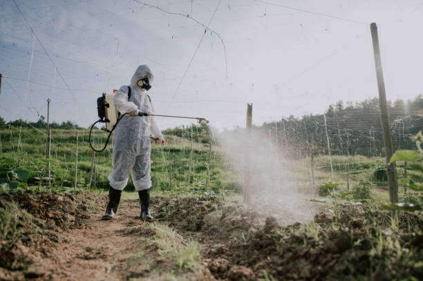Best Termite Control Services  in Wmette, IL