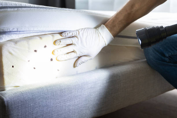 Best Affordable Pest Control Services  in Wmette, IL