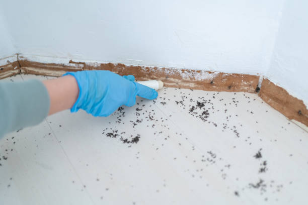 Reliable Wilmette, IL Pest Control Solutions